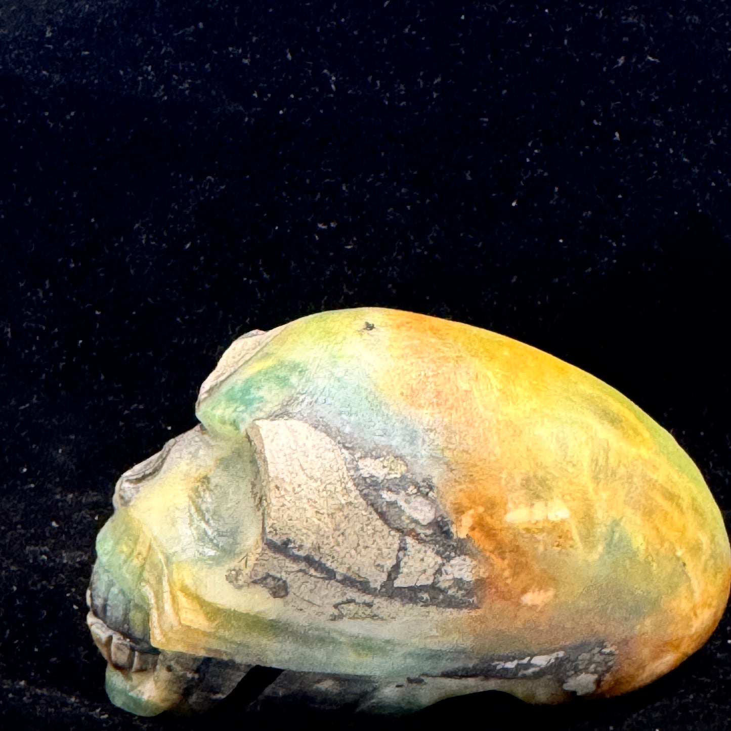 Macro shot of the skull’s facial features.